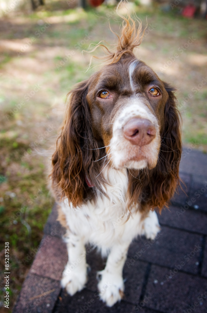 funny springer spaniel dog funny springer spaniel dog