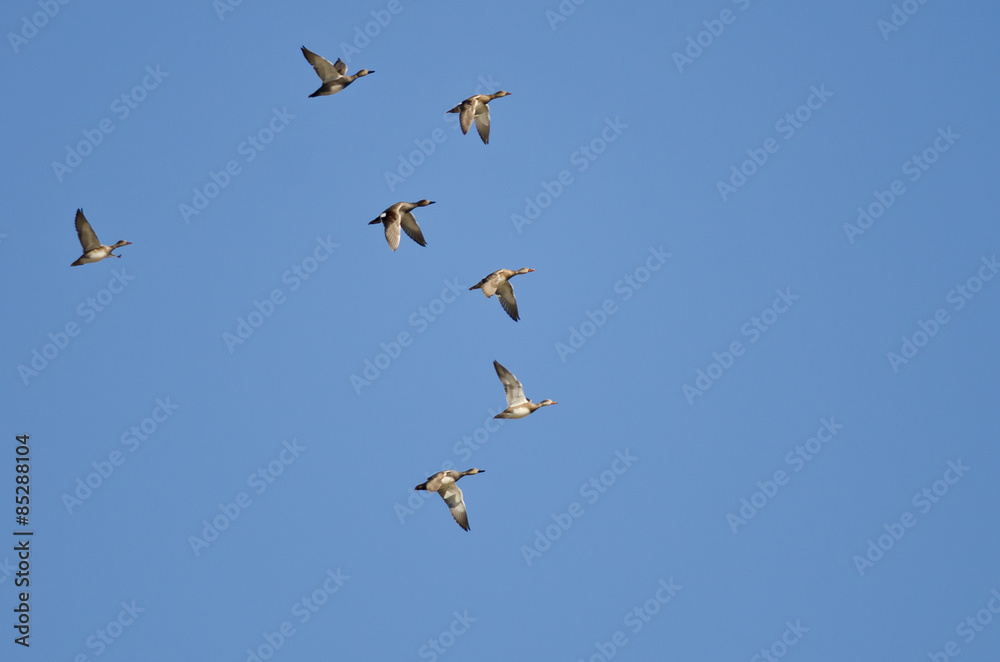 Flock of Ducks Flying in a Blue Sky Flock of Ducks Flying in a Blue Sky