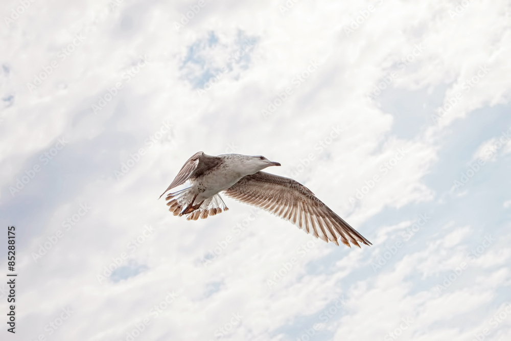 Obraz premium Sea gull