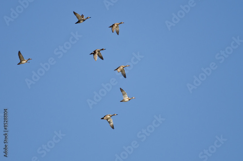 Flock of Ducks Flying in a Blue Sky