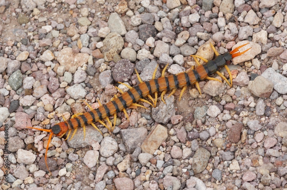 Naklejka premium Giant Desert Centipede (Scolopendra heros)