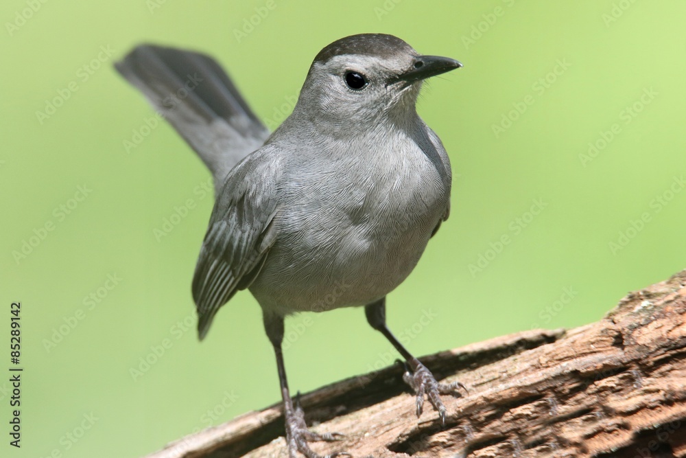 Gray Catbird (Dumetella carolinensis) on a log Gray Catbird (Dumetella carolinensis) on a log