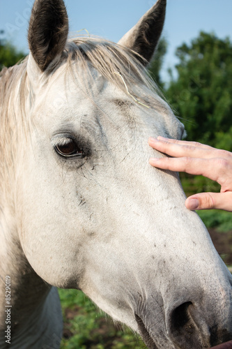 profile shot of  profile white horse head being caressed by a human hand in the summer.