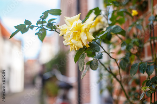 Obraz na płótnie Yellow rose on the street.