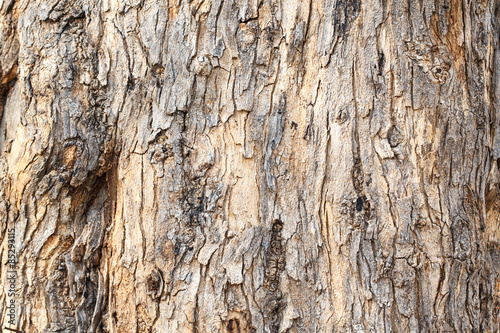 bark Wooden texture