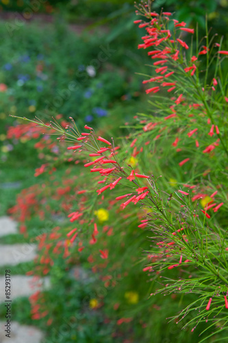 Russelia equisetiformis or firecracker plant flower in garden.