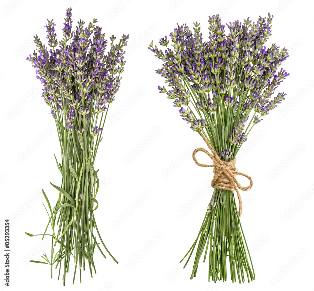 Fototapeta premium Lavender isolated on white background. Fresh provencal flowers