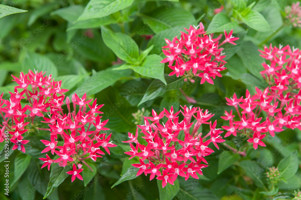 Beautiful Flower in garden of Thailand. Beautiful Flower in garden of Thailand.