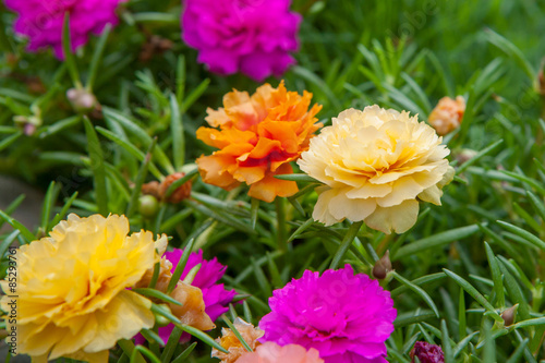 Common Purslane(Verdolaga, Pigweed, Little Hogweed, Pusley) in t