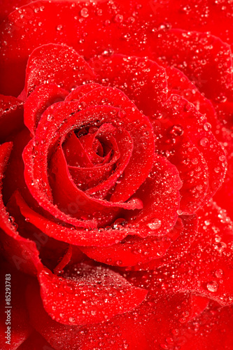 Red rose flower with water drops. Holidays greetings card concep