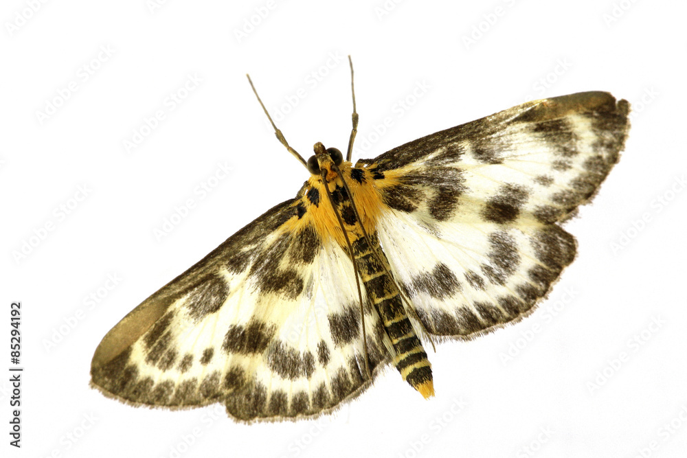 Naklejka premium Brennesselzünsler