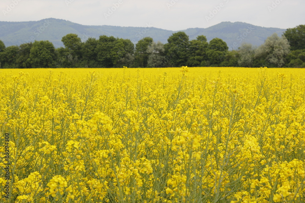 Fototapeta premium rapeseed field