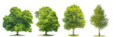 Set of green trees maple, birch, chestnut. Nature objects