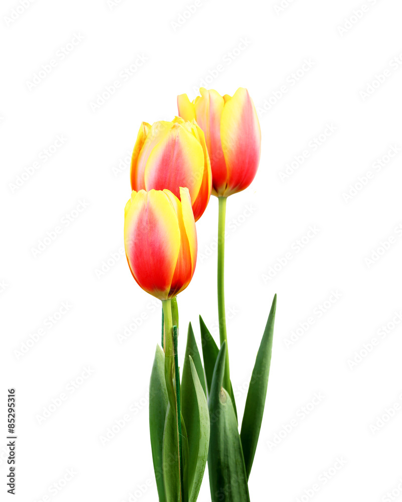 tulips on white background