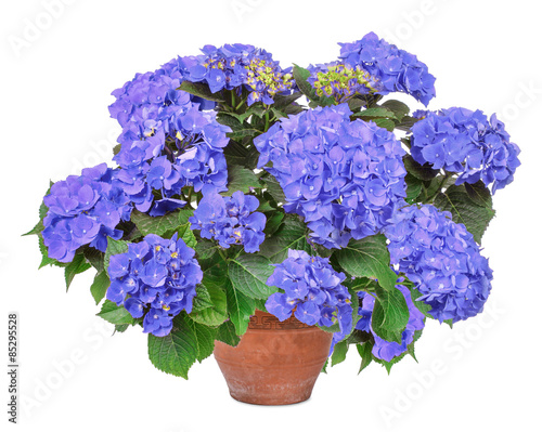 Fototapeta Naklejka Na Ścianę i Meble -  Blue Hortensie, hydrangea, isolated