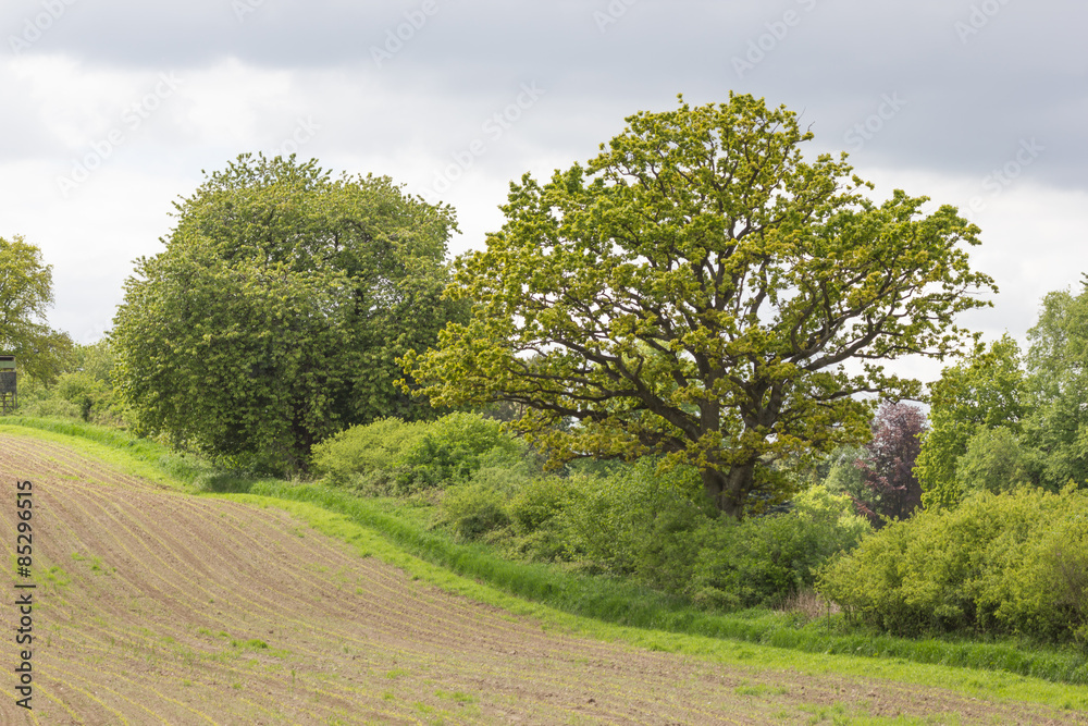 Feld mit Knick und Maispflanzen (jung)