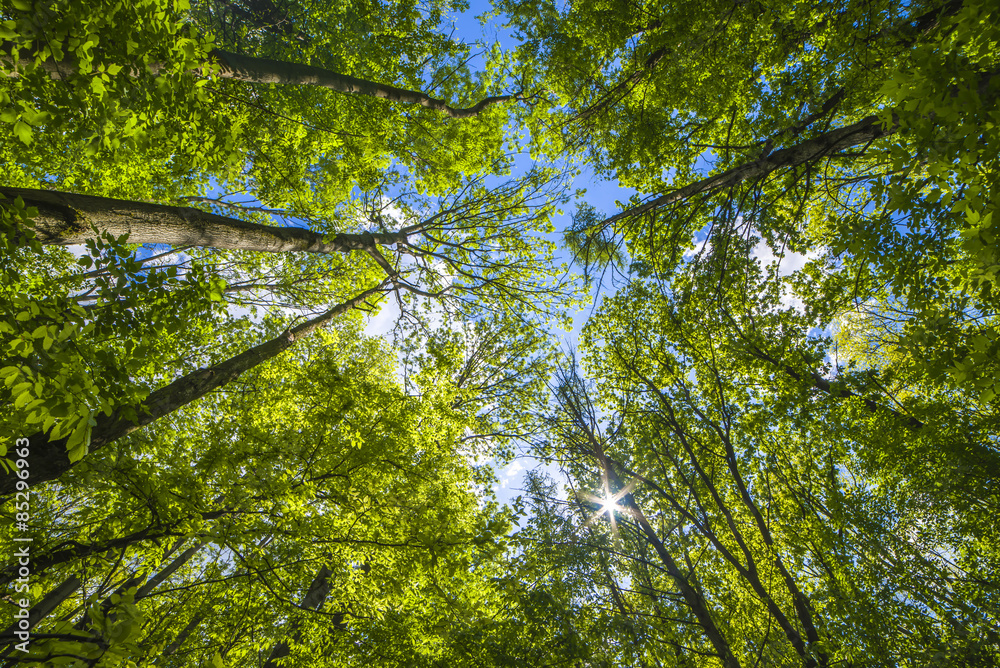 Natural background, fresh green tree foliage in the forest Natural background, fresh green tree foliage in the forest