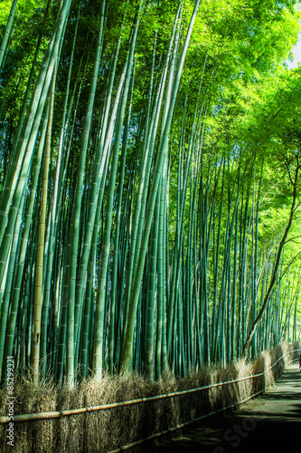 Kyoto Sagano of bamboo forest