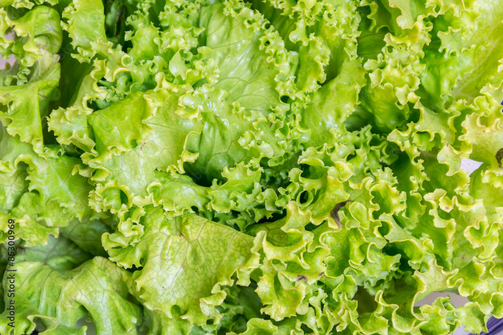 Green healthy salad on a blank background