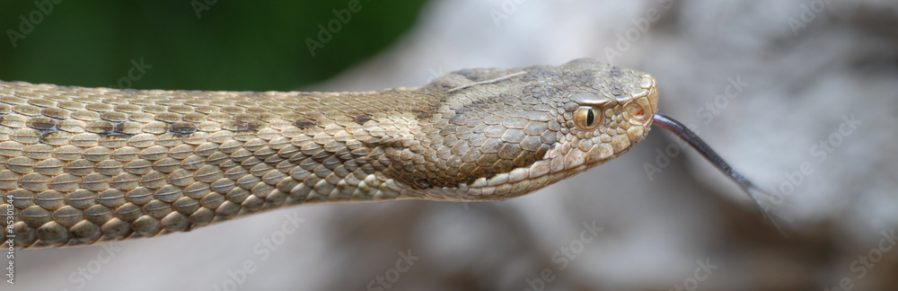 Fototapeta premium Vipere