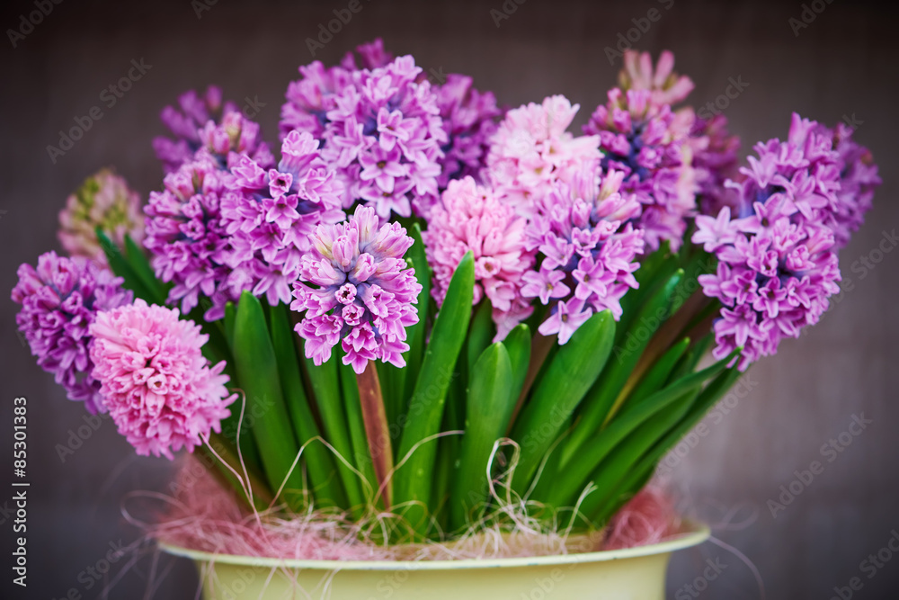 hyacinth flowers in pot