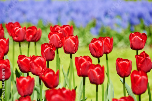 tulip flowers on field 