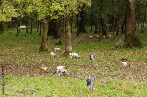Piglets game in the forest 
