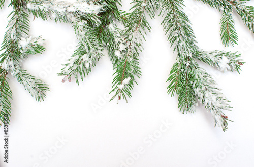 Snow-covered fir tree branch on a white background