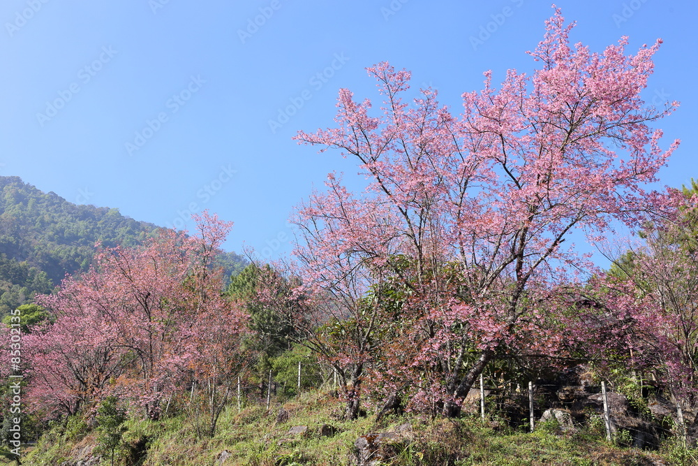 pink cherry blossom flowers in garden at chiang mai, thailand pink cherry blossom flowers in garden at chiang mai, thailand