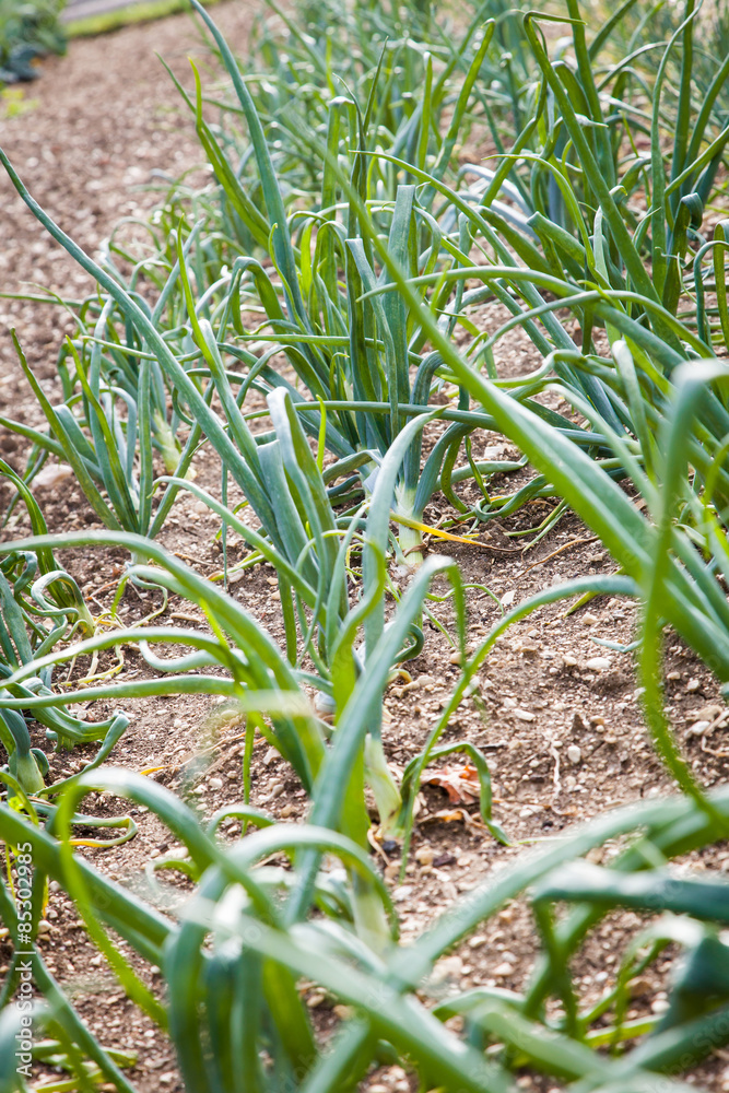 Fototapeta premium oignons