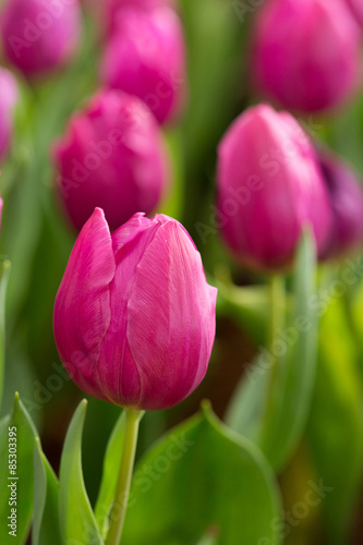 colorful tulips flower blooming in floral garden