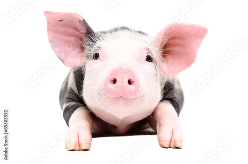 Portrait of the adorable little pig
