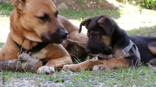 Two dog playing