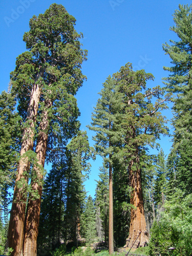 Giant sequoia  sequoia national park  California.