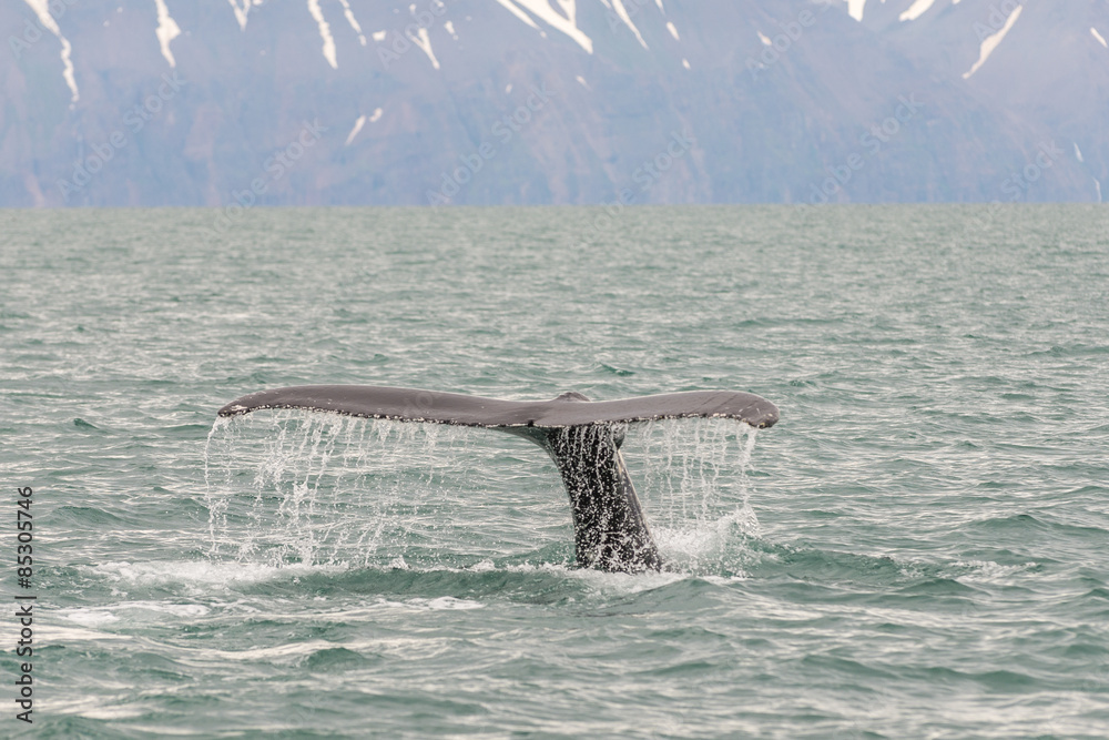 Fototapeta premium Whale tail in sea.