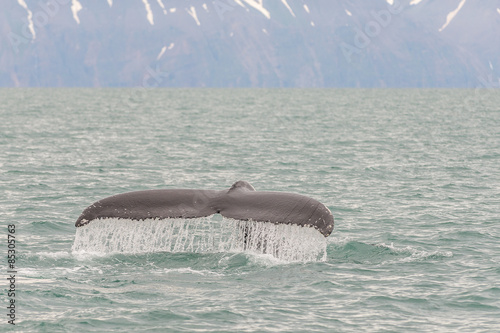 Whale tail in sea close to Husavik, Iceland.