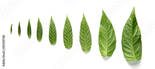 leaves in a row photo