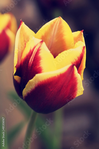 Tulipa "Gavota", retro filter effect