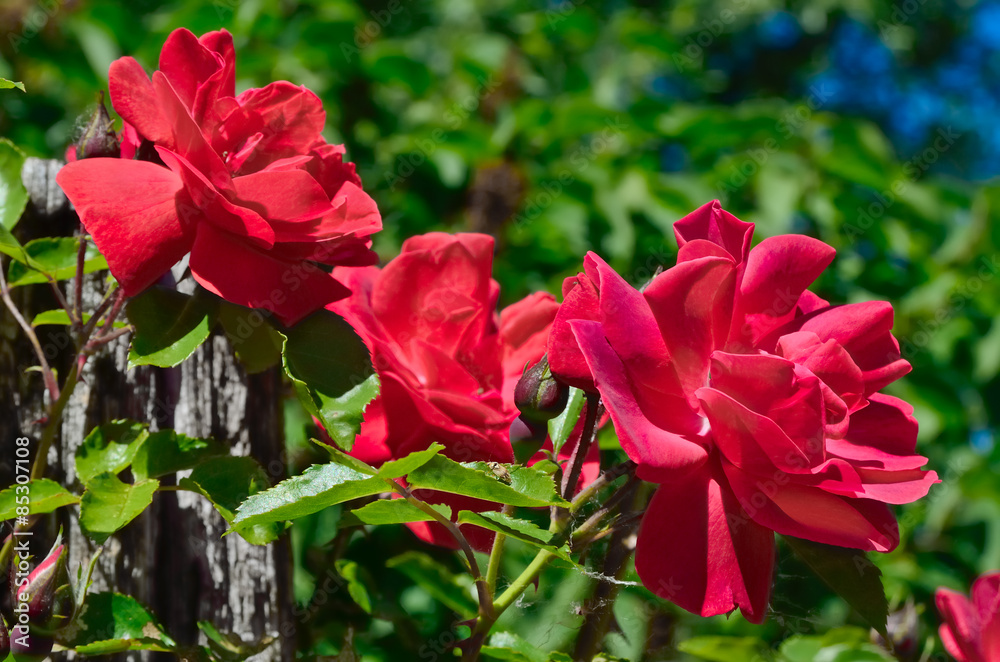 Red rose bloom in garden on background of blue sky
