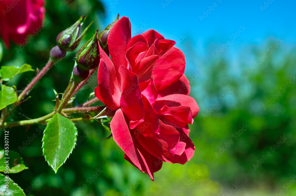 Obraz premium Red rose bloom in garden on background of blue sky