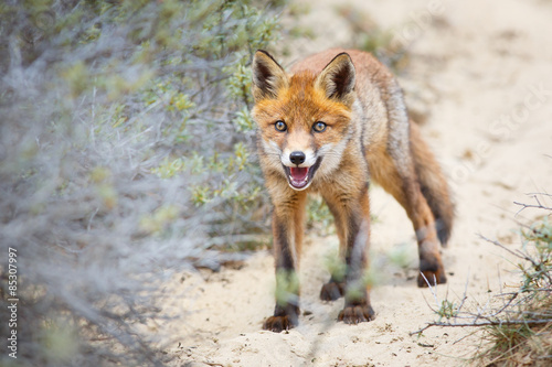 red fox cub 