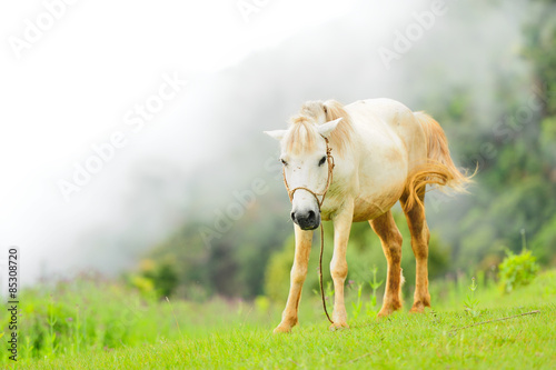 Horse relax in the mist