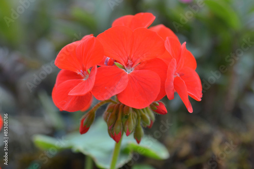 Fototapeta Naklejka Na Ścianę i Meble -  Red geranium flowers in garden, nature closeup soft focus background.