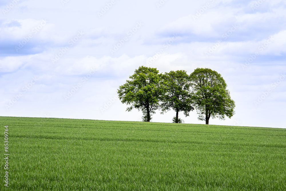 Obraz premium Field with three trees in spring