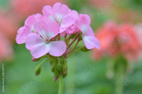 Fototapeta Naklejka Na Ścianę i Meble -  pink geranium flower, nature closeup soft focus background