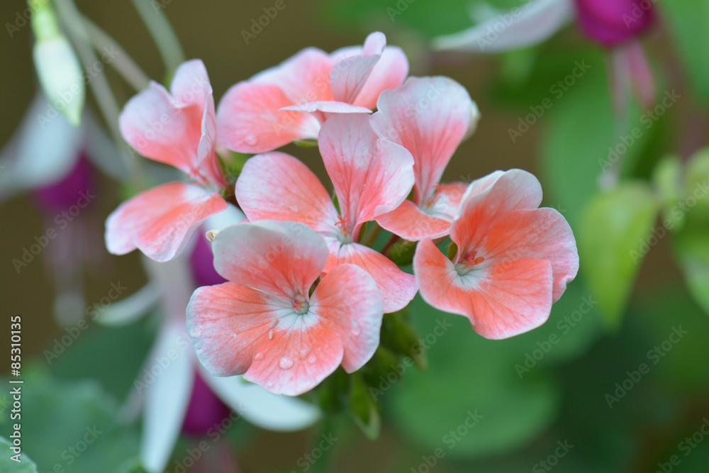Geranium flowers. Pink bi color geraniums in garden, , nature closeup soft focus background Geranium flowers. Pink bi color geraniums in garden, , nature closeup soft focus background