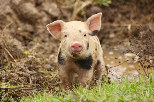 Tela Cute little piglet