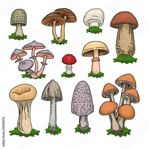 Various hand drawn colorful mushrooms set