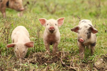 Three piglets 