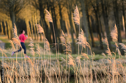 Dried reed - wetland plant on wind and runner photo